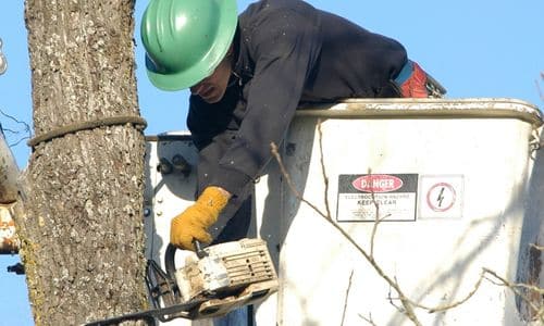 Certified tree removal specialist at work in Cookeville, Kentucky, ensuring safety and efficiency