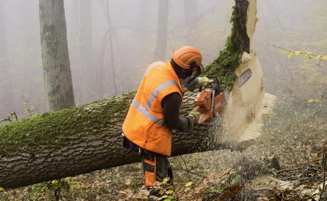 Safety-first approach to tree removal in Cookeville, KY, with a skilled chainsaw operator