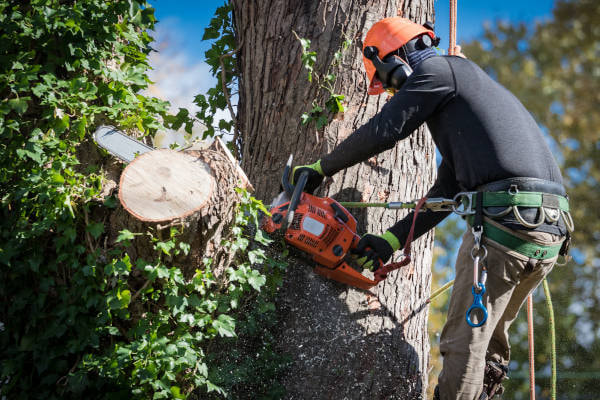 Skilled arborist performing precise tree removal in Cookeville, KY, using a chainsaw